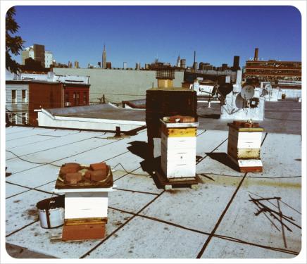 rooftopbees.jpg